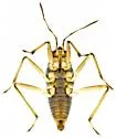 Microvelia paludicola - photo 4