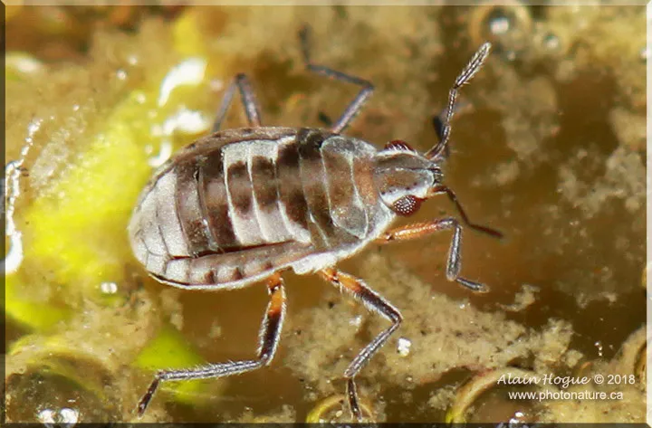 Microvelia pulchella - Microvelia pulchella