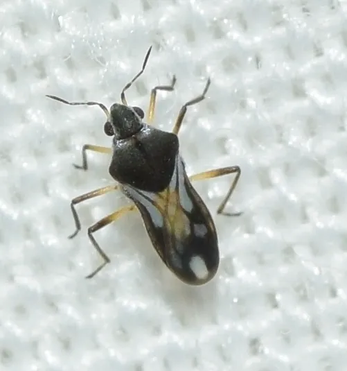 Microvelia pygmaea - photo 2