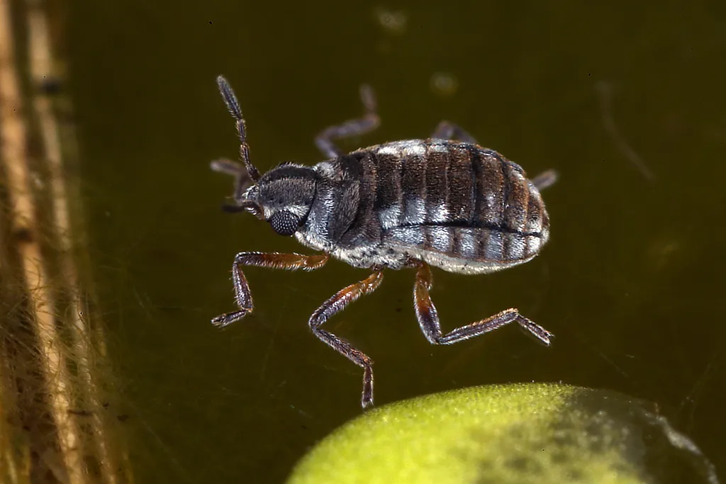 Microvelia reticulata - photo 2