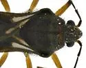 Microvelia signata - Microvelia signata