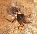 Microvelia signata - photo 4