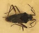 Microvelia torquata - Microvelia torquata