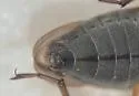 Microvelia torquata - photo 2