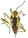 Microvelia torquata - photo 4
