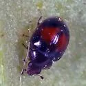 Microweisea coccidivora