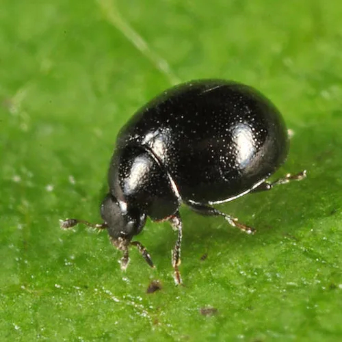 Microweisea misella