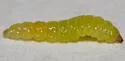 Micrurapteryx occulta - Hodges#0654 - Micrurapteryx occulta
