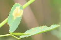 Micrurapteryx occulta - Hodges#0654 - photo 4