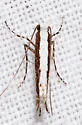 Willow Leafblotch Miner - Hodges#0647