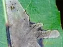 Willow Leafblotch Miner - Hodges#0647 - photo 4
