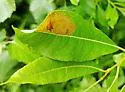 Willow Leafblotch Miner - Hodges#0647 - photo 5