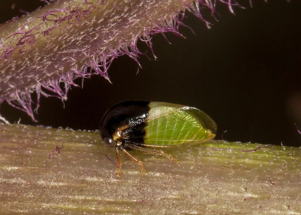 Micrutalis binaria - photo 2
