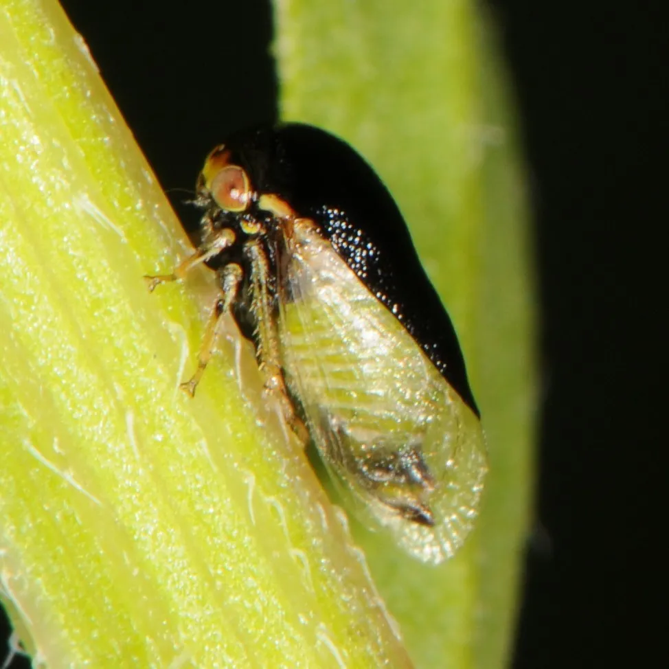 Honeylocust Treehopper
