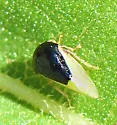 Micrutalis dorsalis