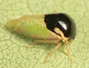 Micrutalis dorsalis - photo 2
