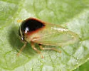 Micrutalis dorsalis - photo 3