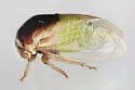 Micrutalis dorsalis - photo 4