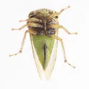 Micrutalis dorsalis - photo 5