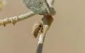 Micrutalis flava