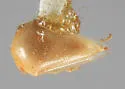 Micrutalis flava - photo 3