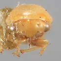 Micrutalis flava - photo 4