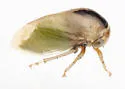 Micrutalis n-sp-az - photo 2