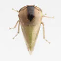 Micrutalis n-sp-az - photo 3