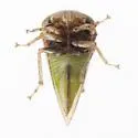 Micrutalis n-sp-az - photo 4