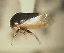 Micrutalis occidentalis - photo 2