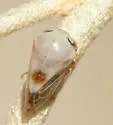 Micrutalis occidentalis - photo 3