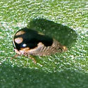Micrutalis occidentalis - photo 4