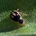 Micrutalis occidentalis - photo 5