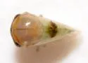 Micrutalis pallens - photo 3