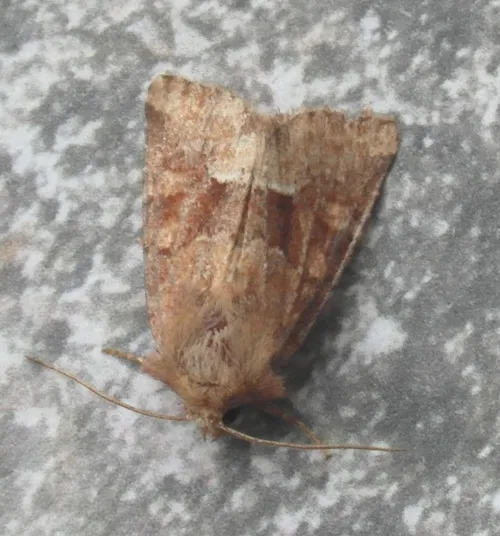 Middle-barred Minor - photo 8