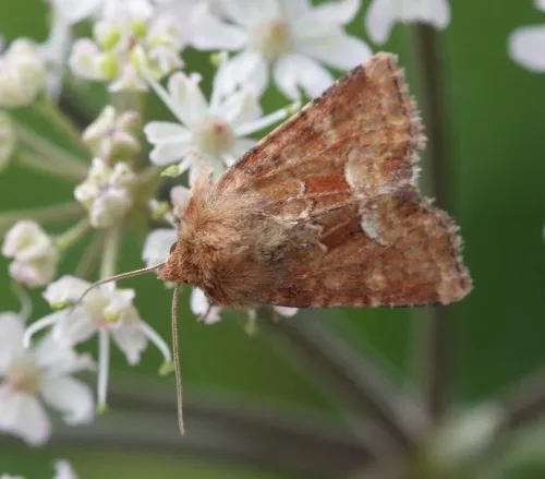 Middle-barred Minor