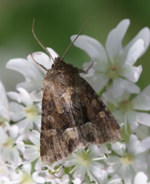 Middle-barred Minor - photo 2