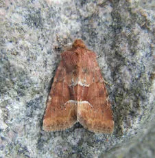 Middle-barred Minor - photo 3