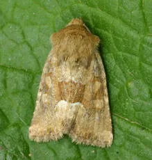 Middle-barred Minor - photo 4