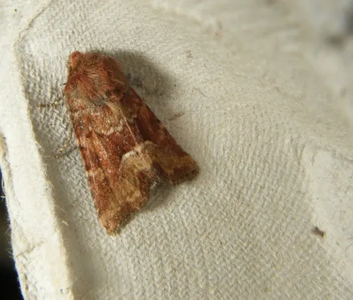 Middle-barred Minor - photo 5