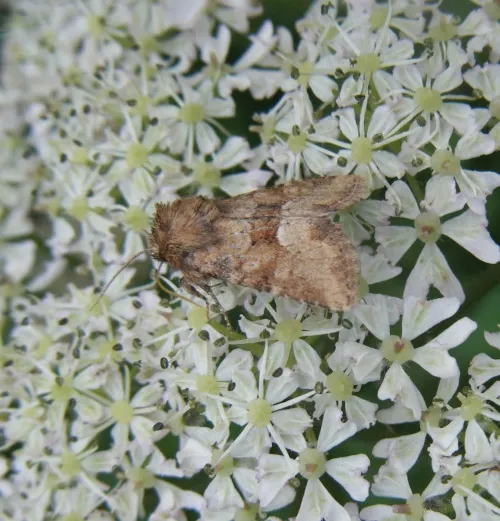 Middle-barred Minor - photo 6