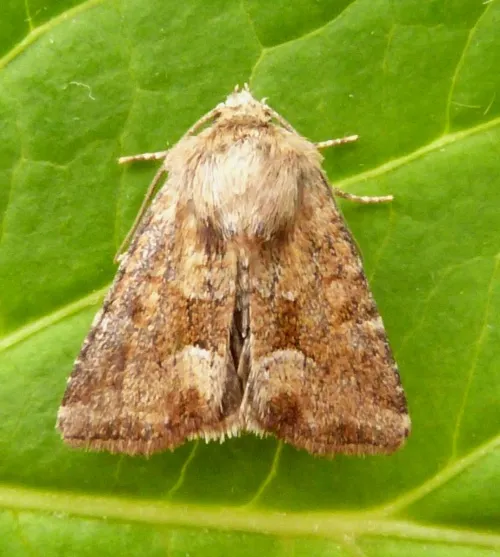 Middle-barred Minor - photo 7