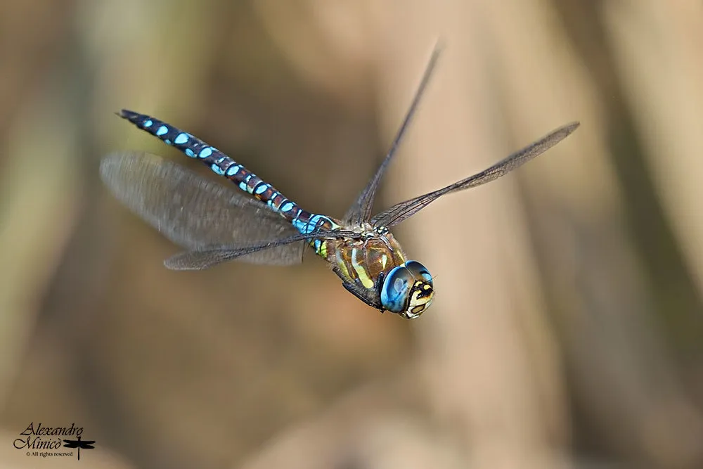 Migrant Hawker - photo 2