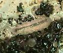 Miktoniscus medcofi - photo 4