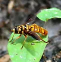 Milesia scutellata - photo 4