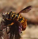 Milesia scutellata - photo 5