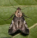 Milgithea alboplagialis - Hodges#5581 - Milgithea alboplagialis