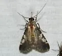 Milgithea alboplagialis - Hodges#5581 - photo 2