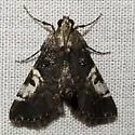Milgithea alboplagialis - Hodges#5581 - photo 3