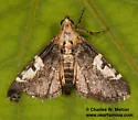 Milgithea alboplagialis - Hodges#5581 - photo 4